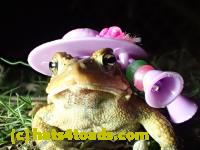 /home//u458753944/public_html/sourcegallery//Roxborough Toad Detour/2013-2019/2017/P4030693.JPG